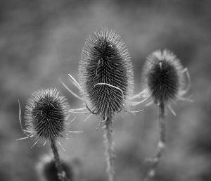 A Trio of Teasels