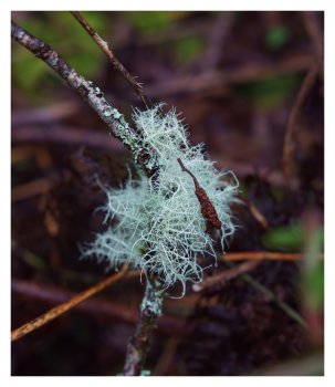 Bright lichen/