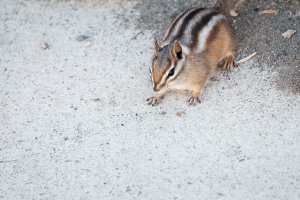 Cautious little chipmunk