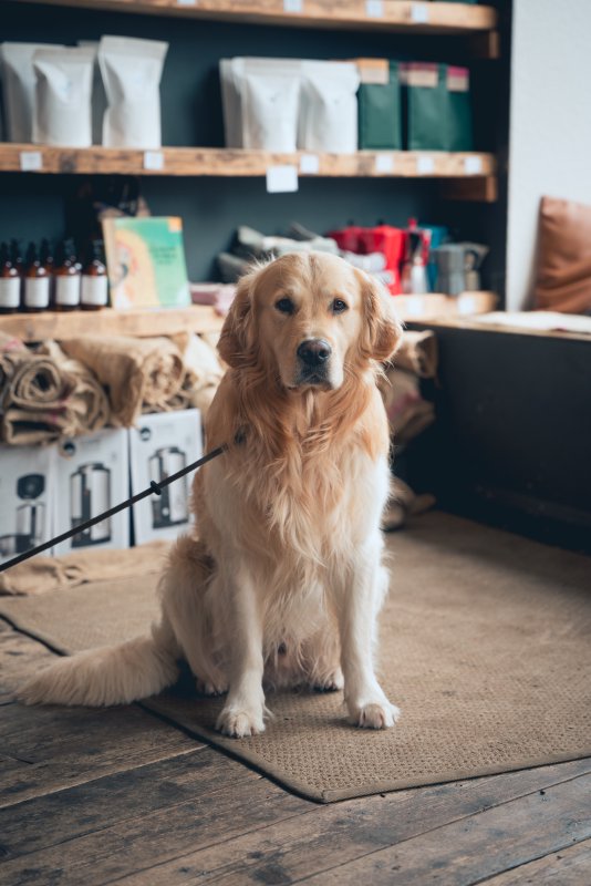 A photo of a golden labrador sat patiently in the middle of a coffee shop, looking directly into the camera.