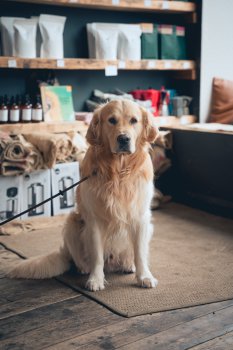 A photo of a golden labrador sat patiently in the middle of a coffee shop, looking directly into the camera.