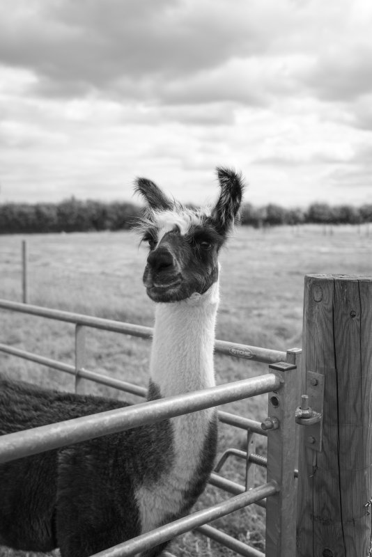 A photo of a brown and white llama in a pen, mostly of its head, neck and ears. The ears stick up over its head, and are the approximate size and shape of bananas (but not texture, they're furry like the rest of the animal).