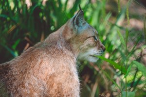 Eurasian Lynx in profile