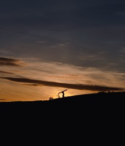 Gnarled tree at sunset