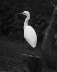 Little Egret at attention