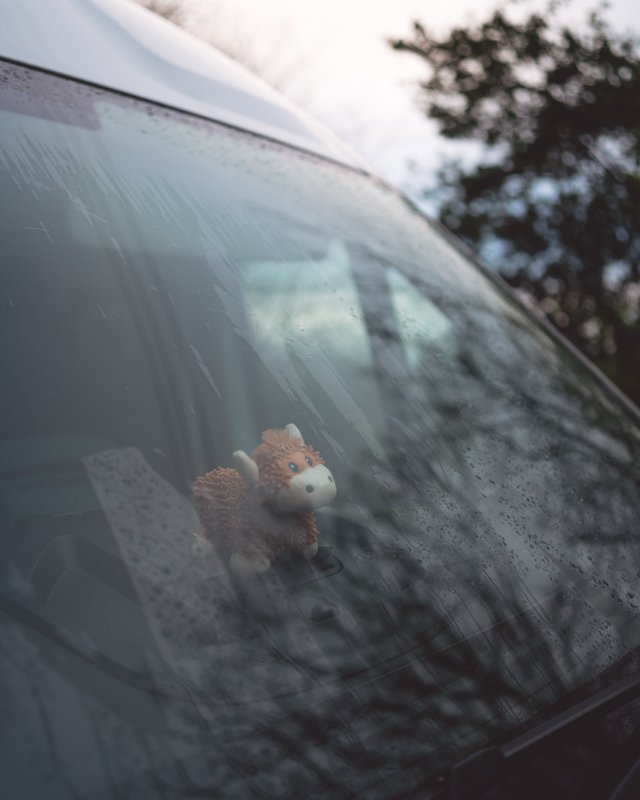 A photo of a toy highland cow sat on the dashboard of a white van, looking at the outside world with wide eyes.