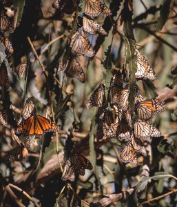 Monarch Munchies