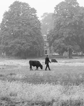 A photo of what appears to be a man in a suit taking his cow for a walk through a meddow the trees and houses in the background.