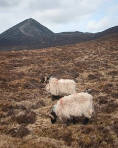 Sheep on Croagh Patrick