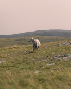 Sheep on Foel Fawr/