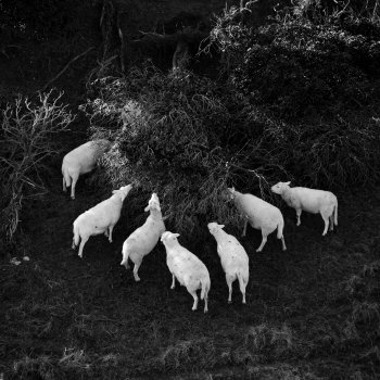 A black and white photo of a group of sheep all spread out in a semi-circle around a large bush or small low tree. The white of the sheep stands out to the shaded ground on which they stand.