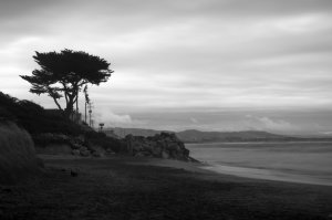 The tree at the end of Half Moon Bay