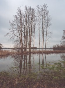 Tree lines