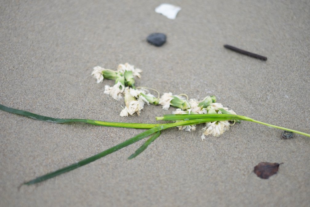 A set of small white flowers washed up on the beach
