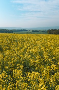 A photo looking out over a field of yellow flowering crops, with some green hills in the distance and a cloudy blue sky.
