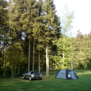 A small Smart Roaster car next to a similarly sized tent dwarfed by some very tall fir trees.