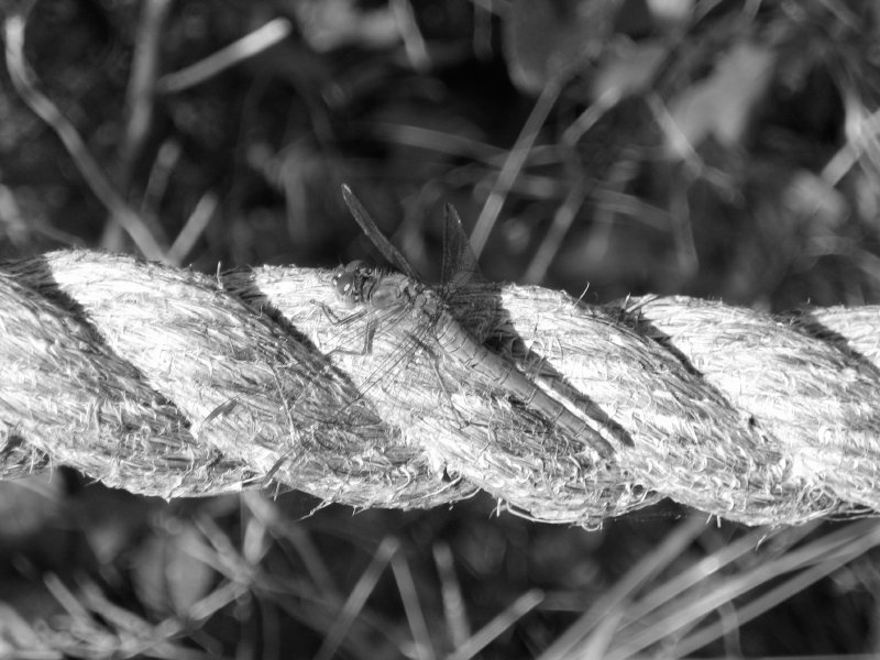 A close up picture of a dragonfly sat on some rope.