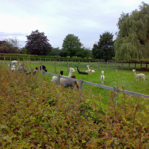 A small field filled with a variety of alpacas of different colours.