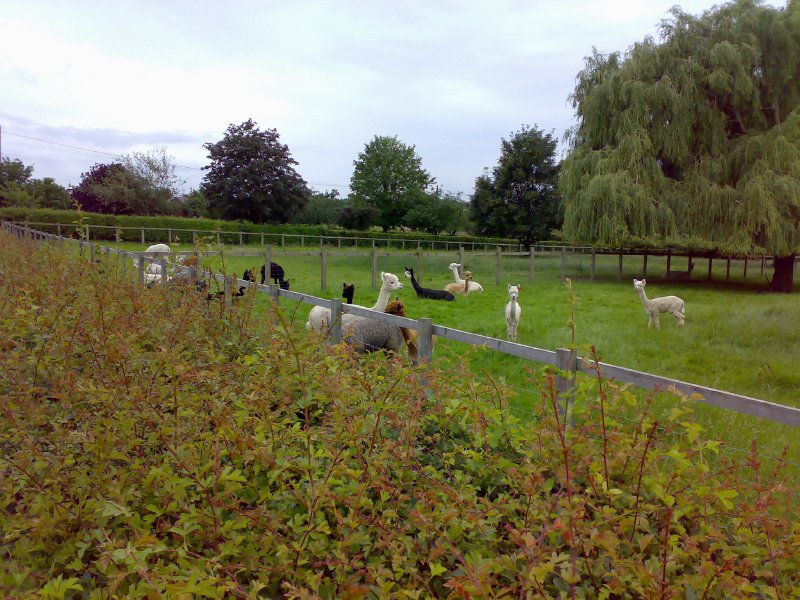 A small field filled with a variety of alpacas of different colours.