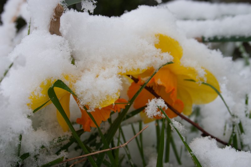 A pair of daffodils peak out from under a cover of fresh fluffy snow.