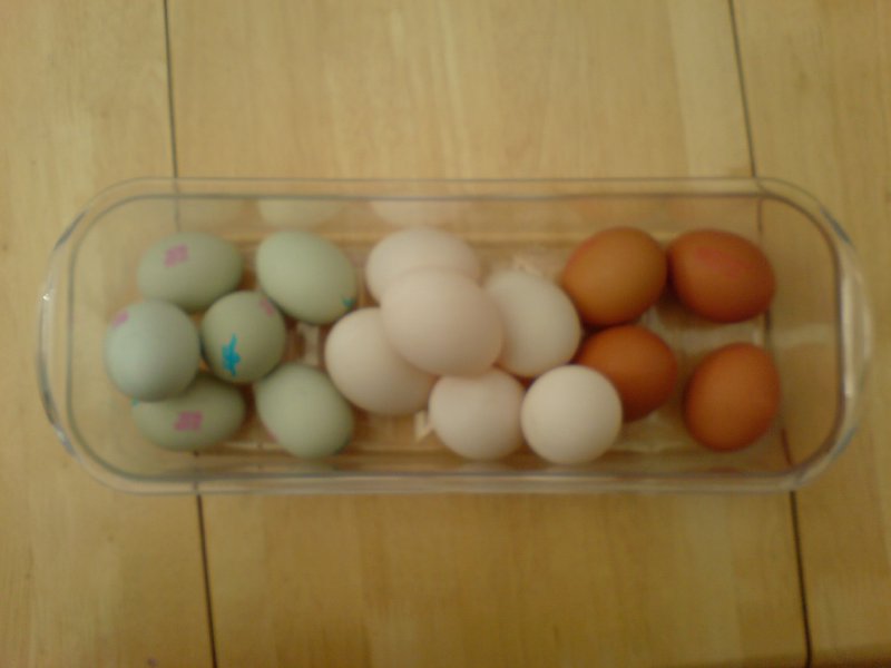 A transparent plastic container that has 16 eggs in it, 6 blue ones to the left, 6 white ones in the middle, and 4 brown ones on the right.