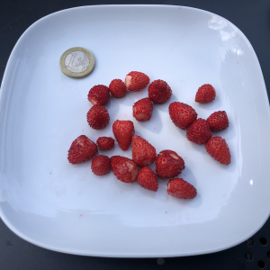 A plate of a dozen or so tiny strawberries next to a 1 euro coin for scale - most are about half the size or smaller than the coin.