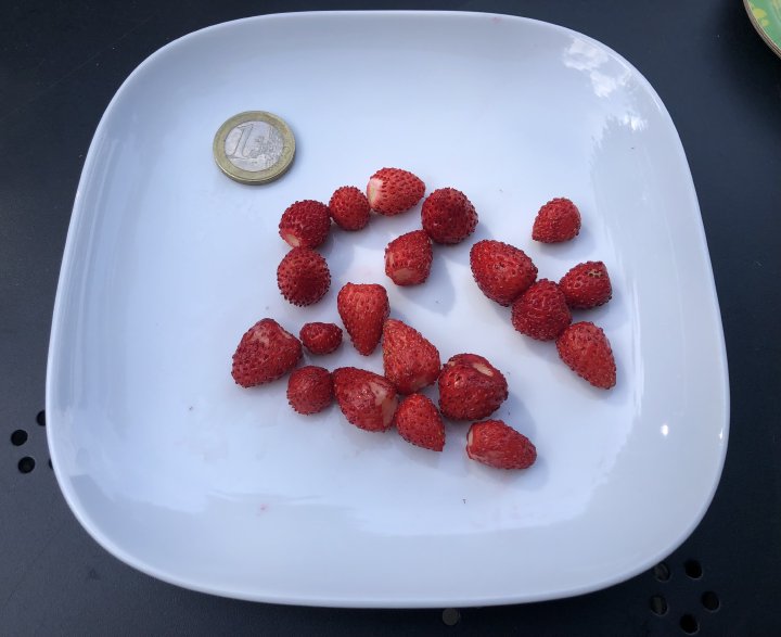A plate of a dozen or so tiny strawberries next to a 1 euro coin for scale - most are about half the size or smaller than the coin.