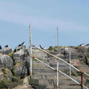 A photo of some puffins stood at the top of a concrete staircase set into a cliff face.