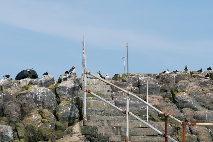 A photo of some puffins stood at the top of a concrete staircase set into a cliff face.