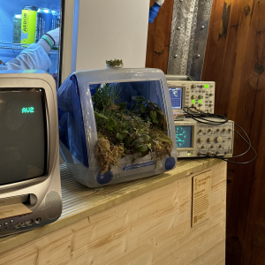 A photo of an old bubble style original iMac with the originals removed and now it has some trailing plants installed in it instead.