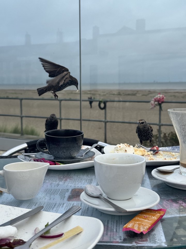 A photo of a bunch of mostly cleared plates and cups on an outdoor table, with two sparrows sat on the far end, one one hovering above with something in its beak.