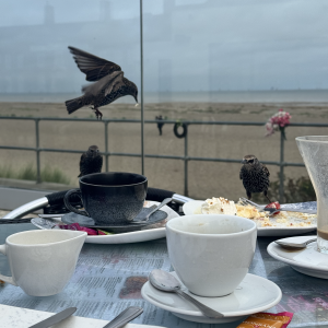 A photo of a bunch of mostly cleared plates and cups on an outdoor table, with two sparrows sat on the far end, one one hovering above with something in its beak.